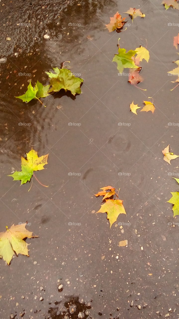 осень.дождь.лужи.листья.