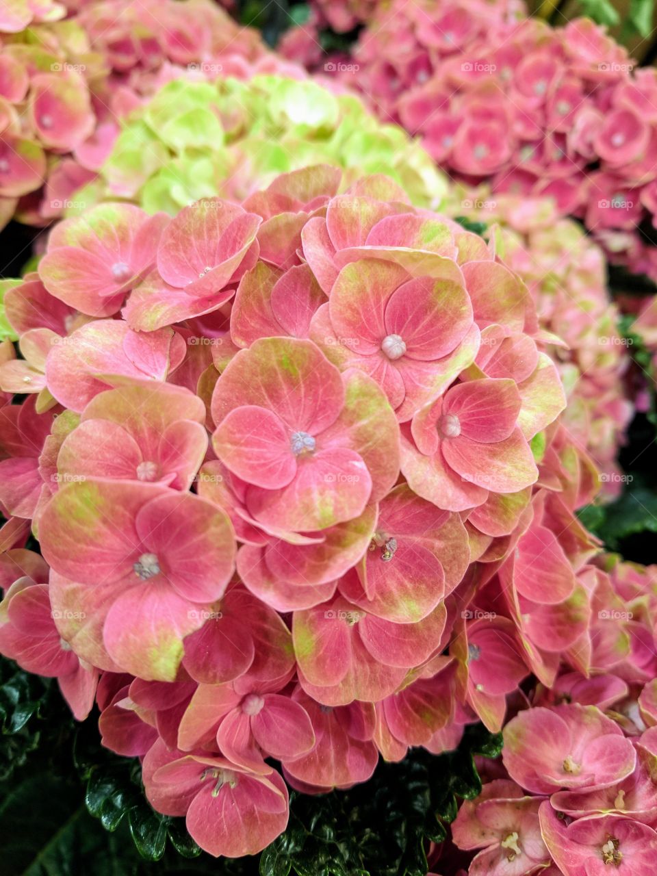 pink hydrangea