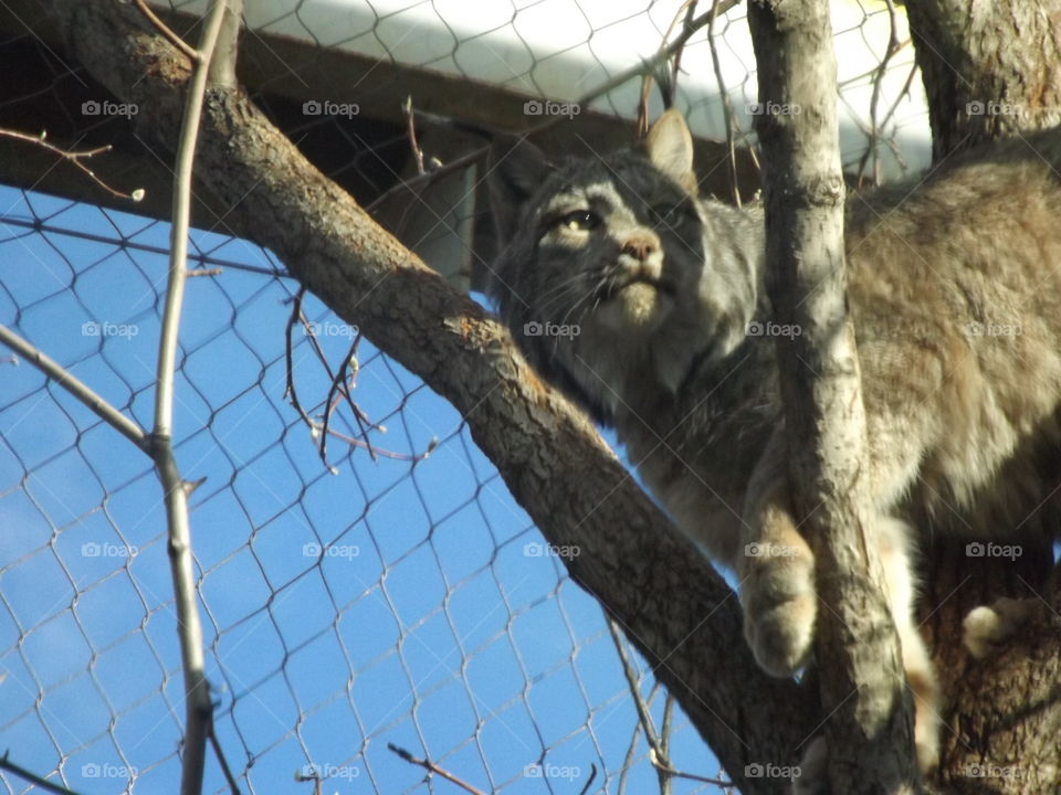 Lynx in a tree