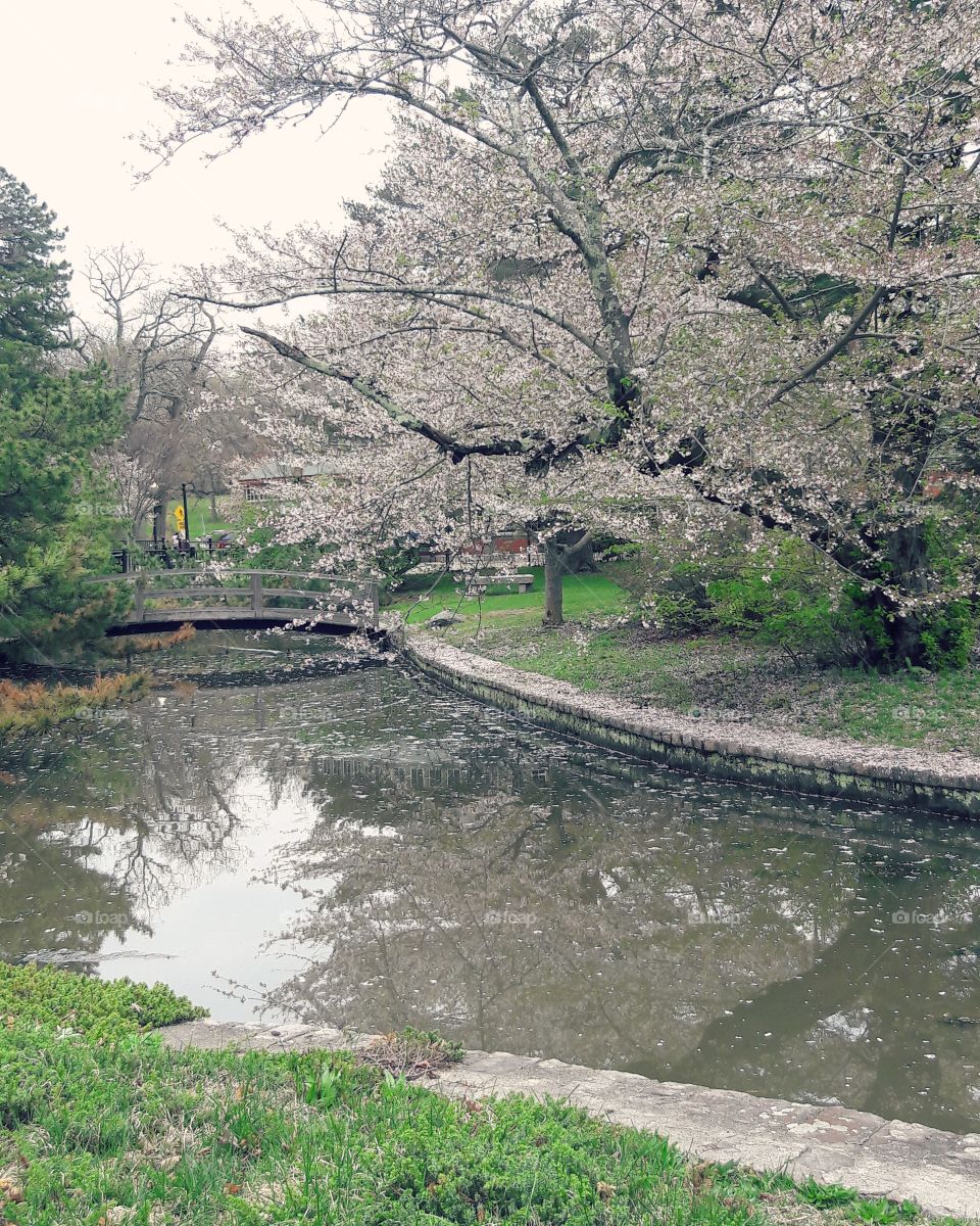 Japanese garden