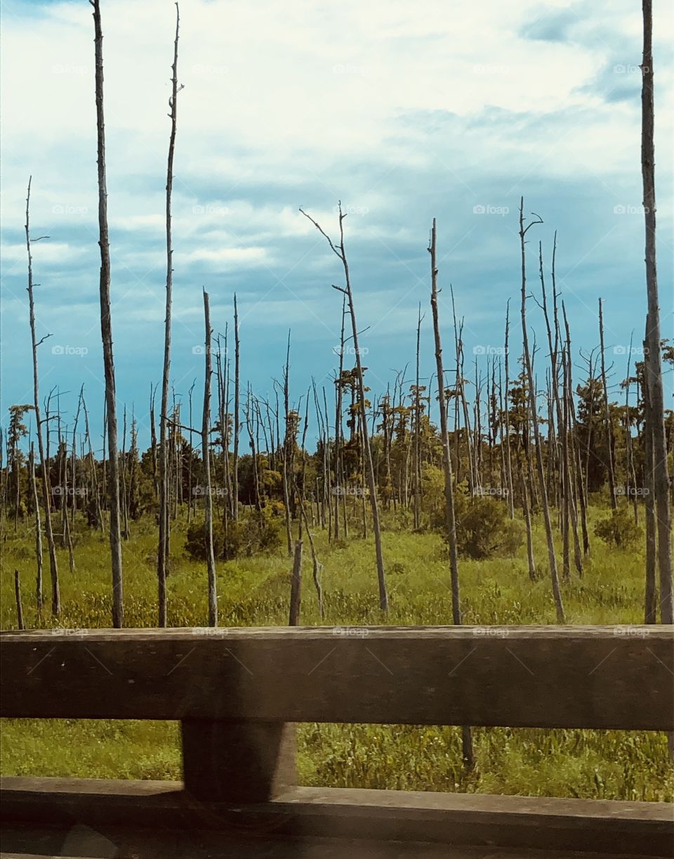  A Louisiana Swamp land bringing color on the way to New Orleans