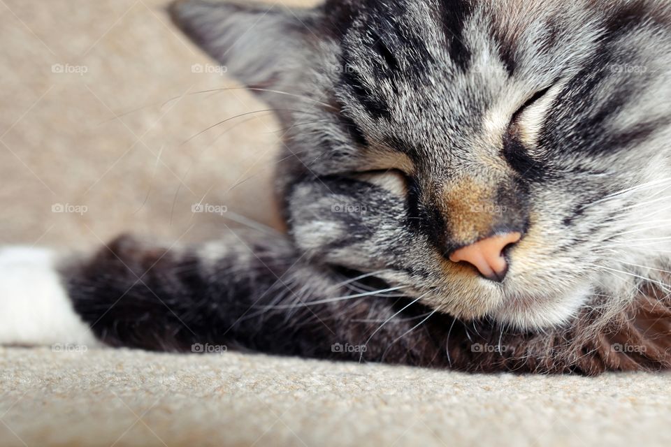 Close-up of a tabby cat sleeping