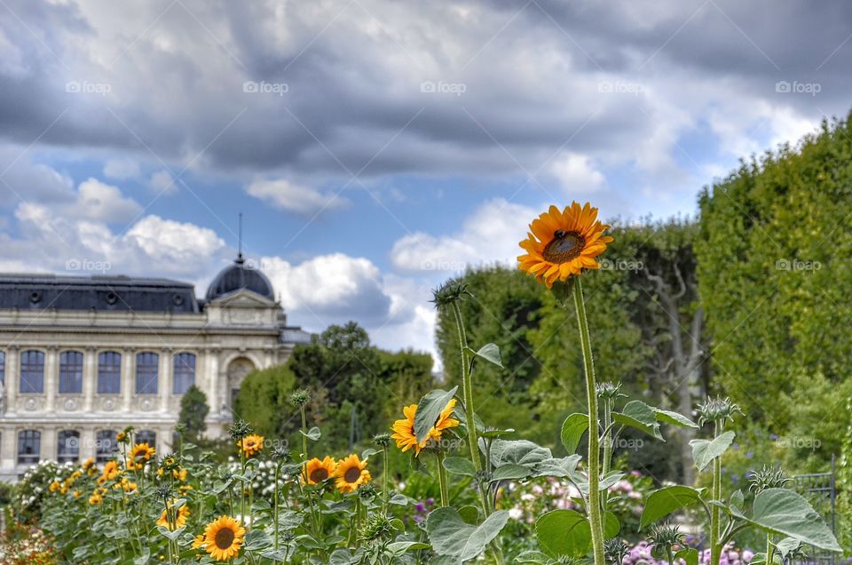 Sunflowers