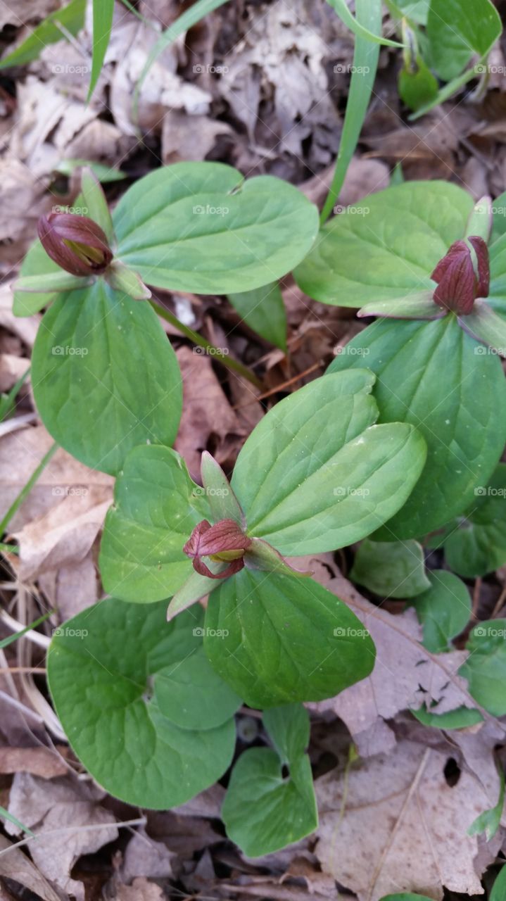 close-up of forest flowers