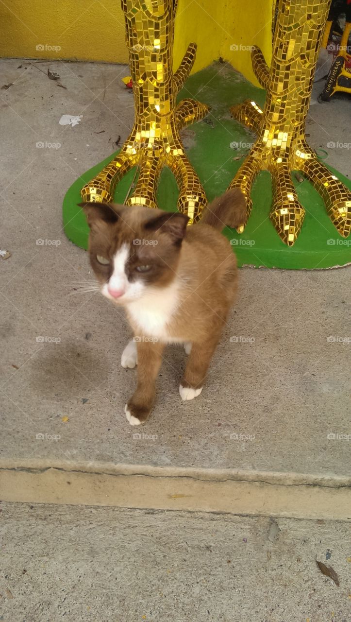 A cat at the temple
