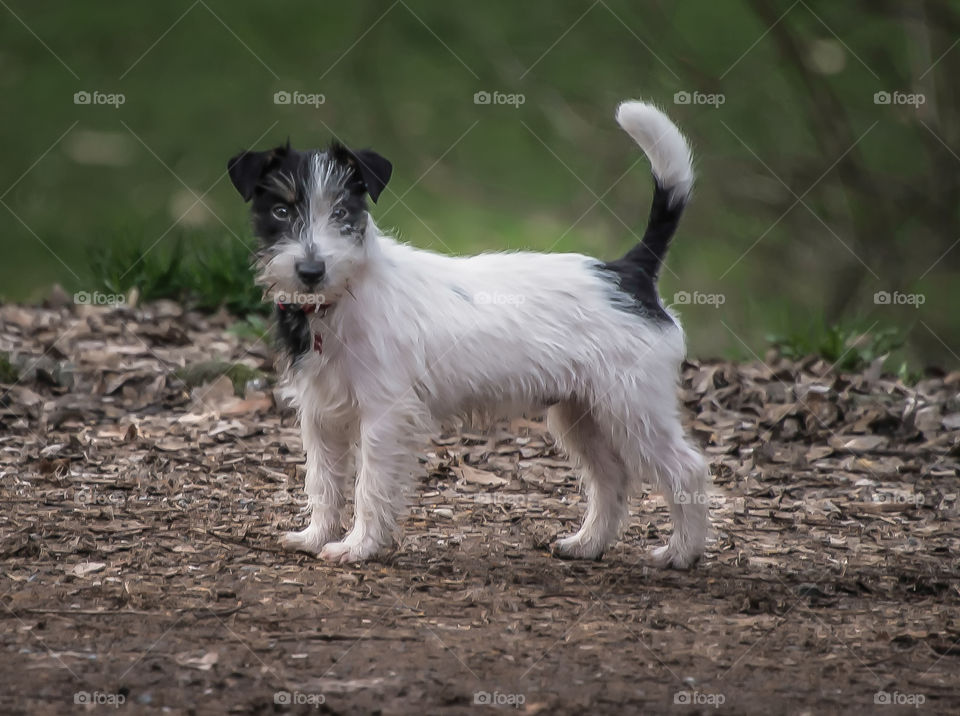 A small and very nice Jack Russell who are walking in the park.  