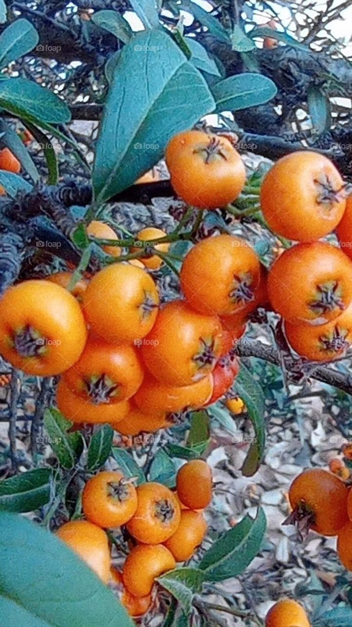 Yellow firethorn / pyracantha