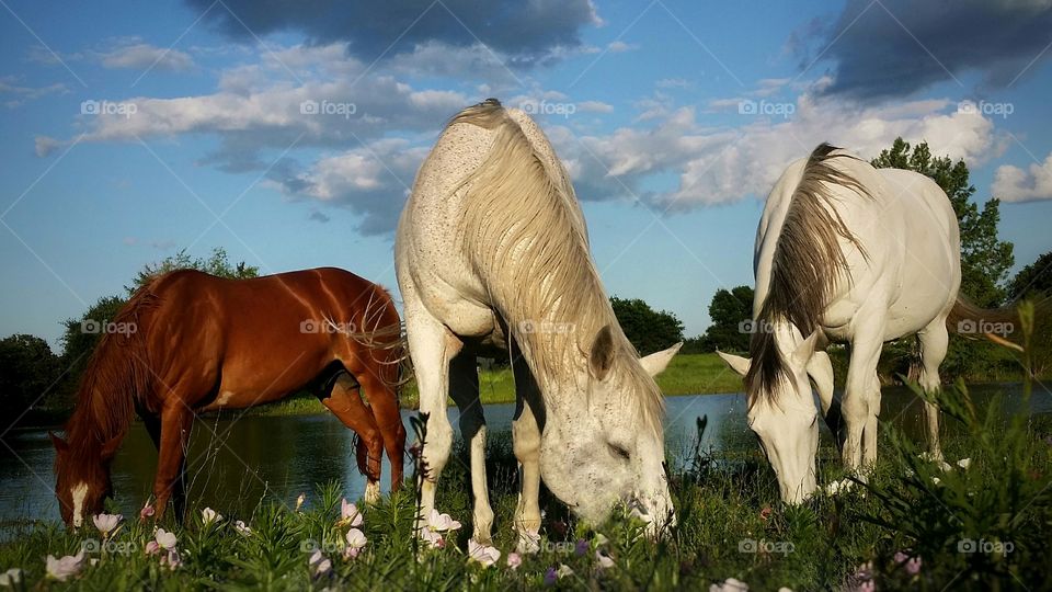 Two gray horses and one sorrel horse grazing in a spring field in front of a pond with blue skies and clouds