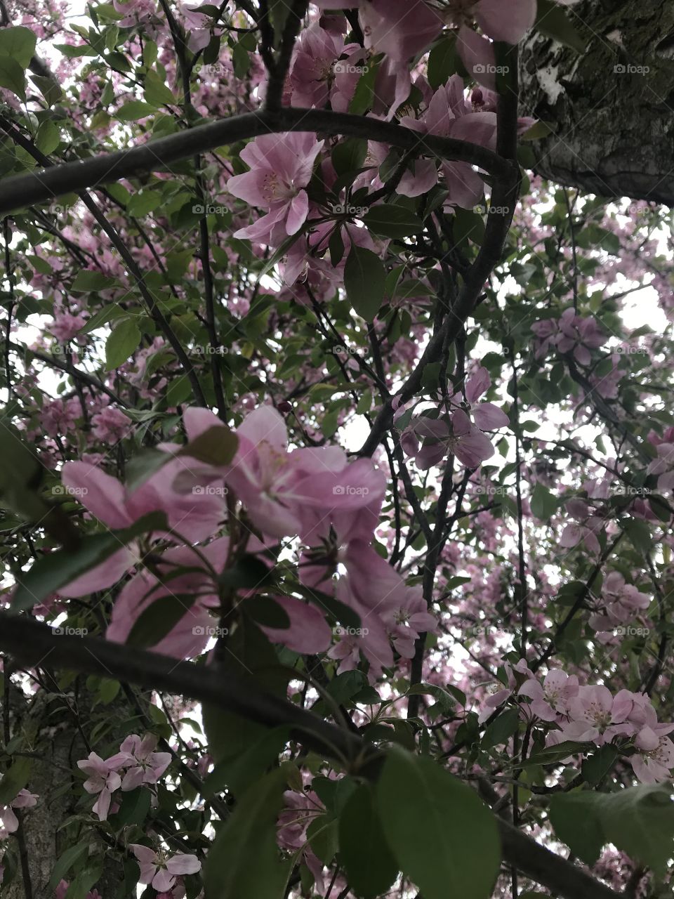 Pink flowers on a tree in spring 