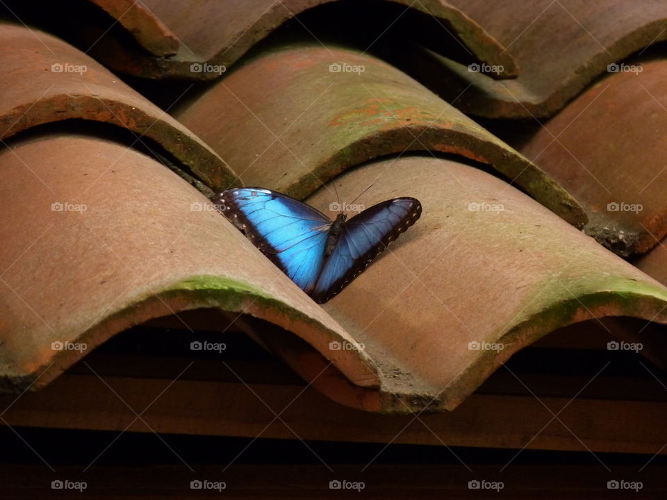 Butterfly on tile roof