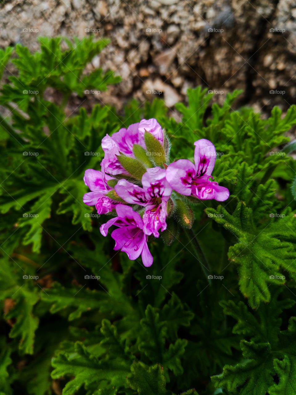 beautiful 
pink flower