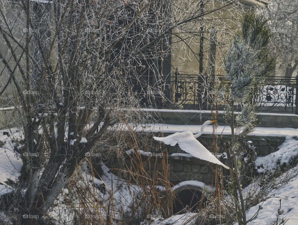 white egret in flight outdoors in winter