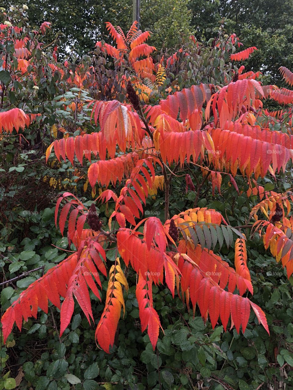 A vibrant and somewhat radiant display show of one of the countrysides natural beauties.