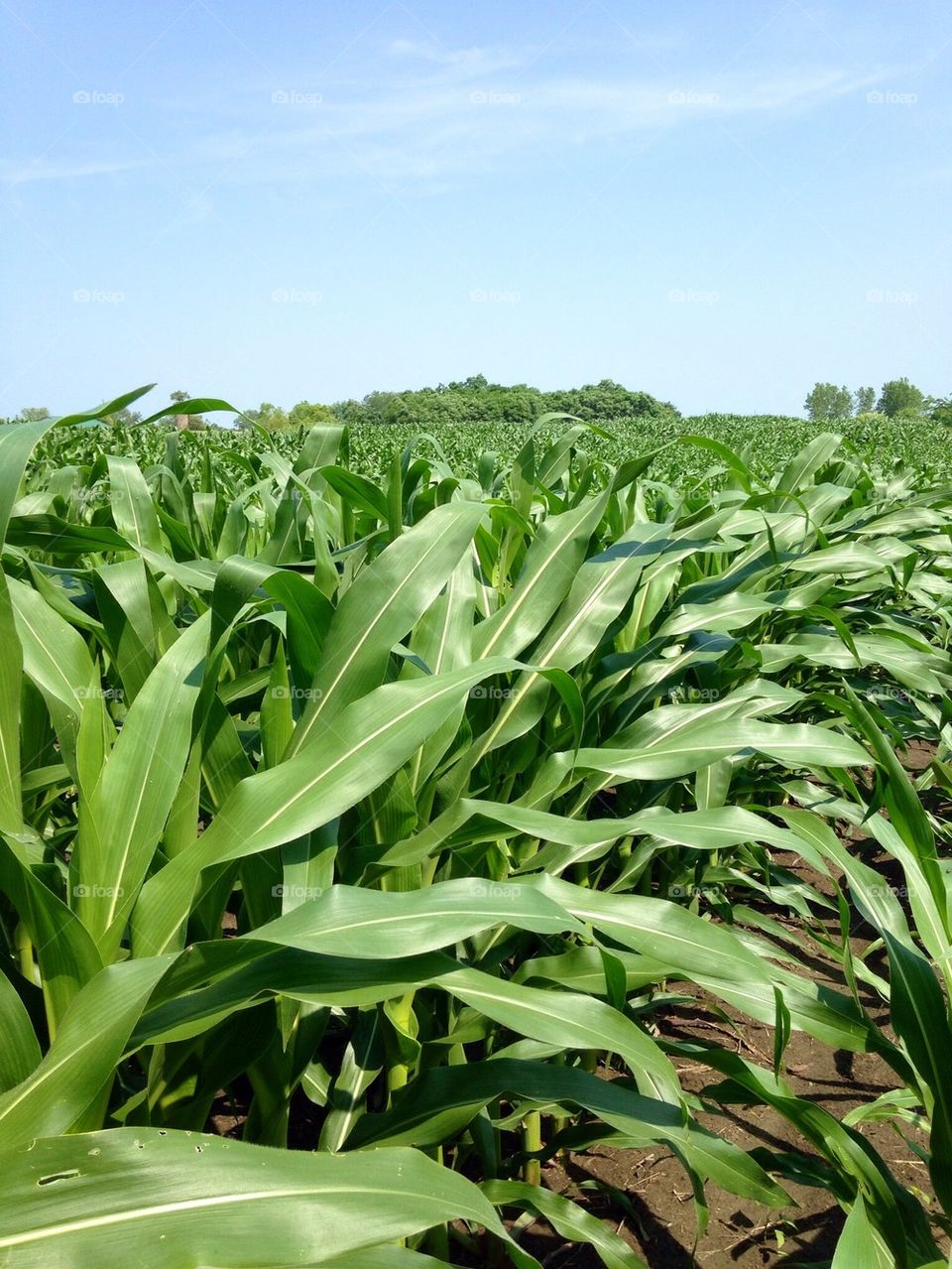 Corn in the Field