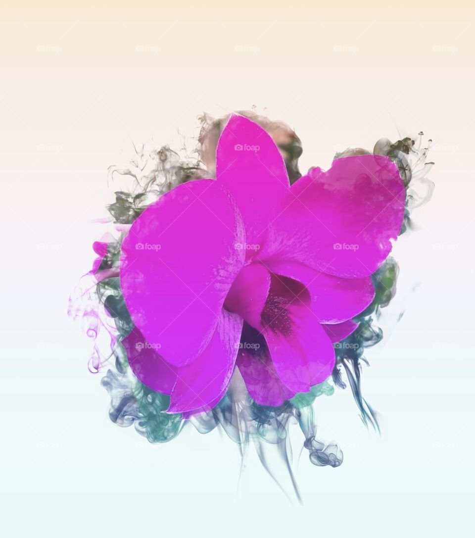 Pink Flower (edit)