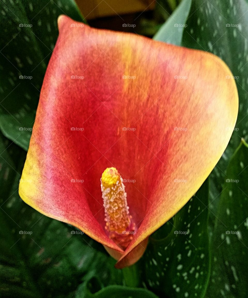 Calla Lily