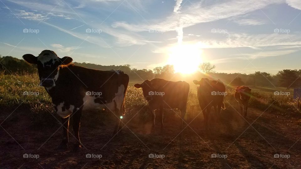 dairy cows come in for morning milking