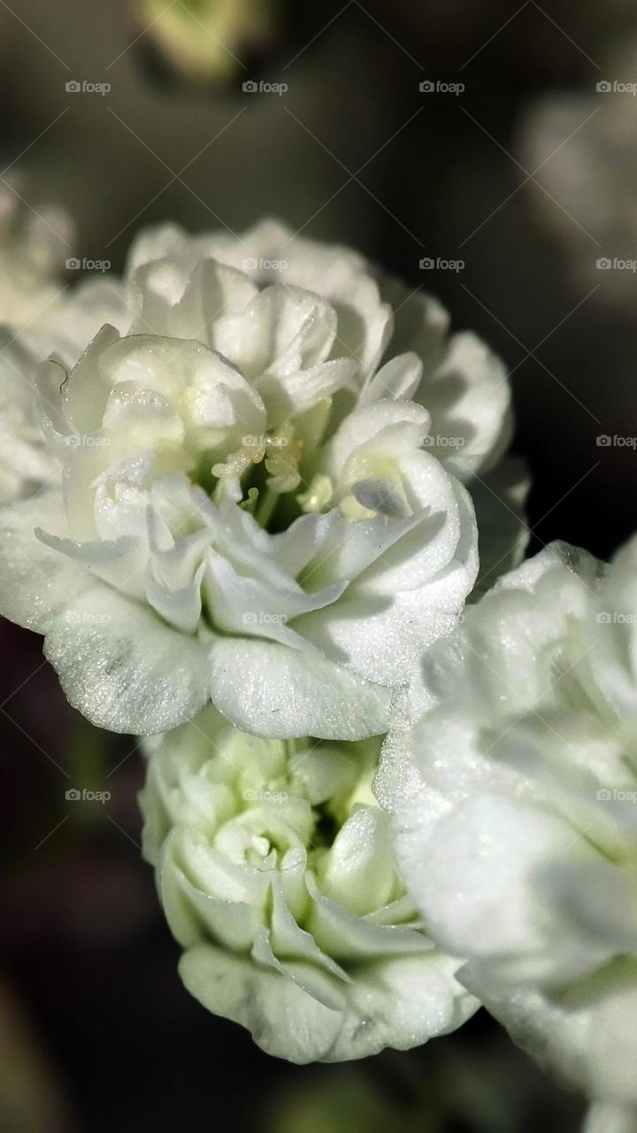 Macro photo of flower growing in the garden