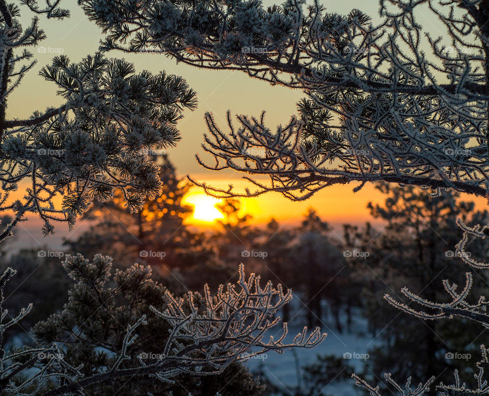 Winter morning