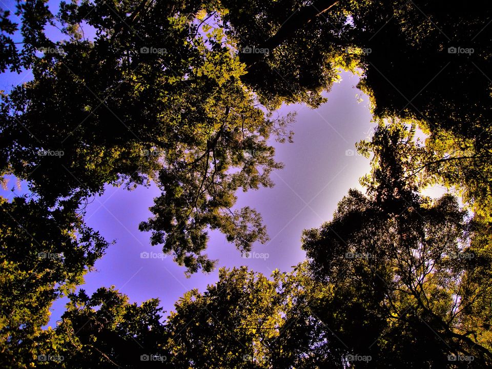 The sky in the middle of the forest. / o céu no meio da floresta.