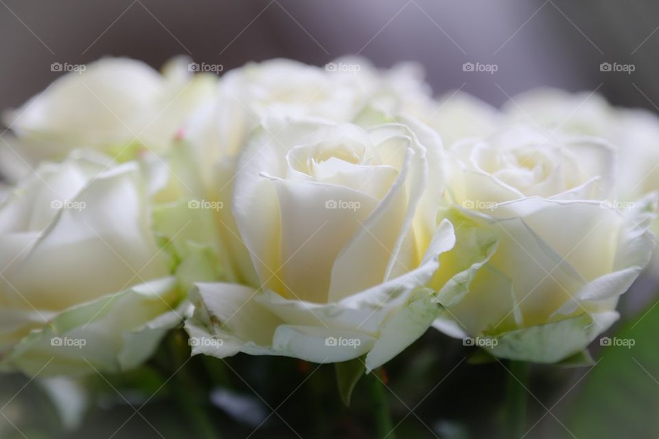 Close-up of white roses