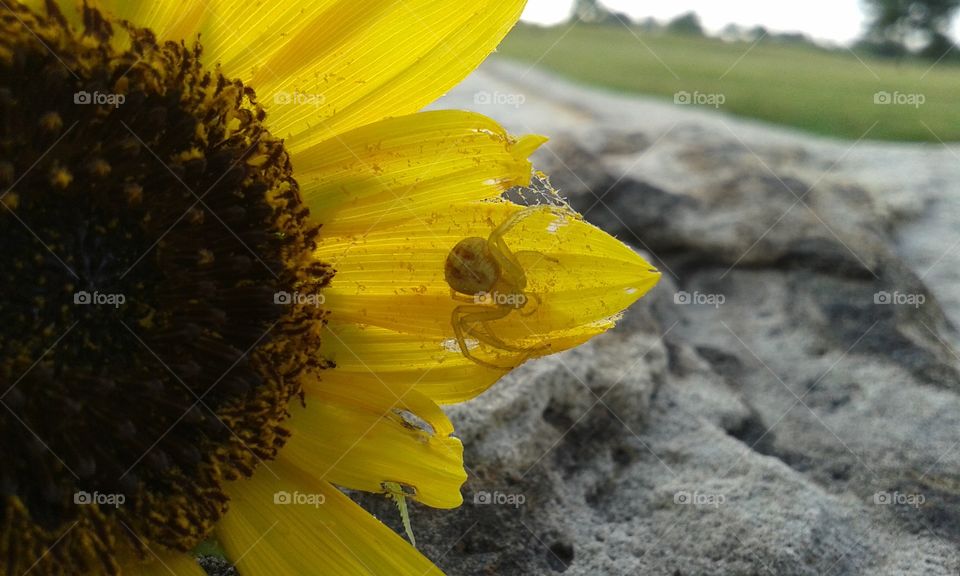 the sunflower spa is a wonderful place for those spiders that want to get back into outdoor living without sacrificing beauty and decor. lol