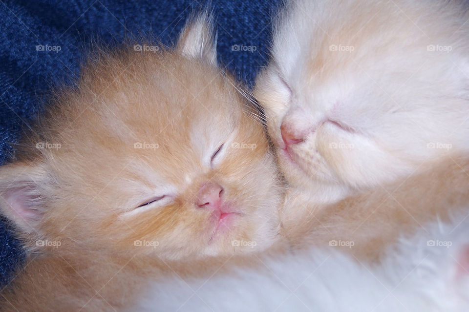 Orange and Cream Persian Kittens Hugging Each Other While Sleeping