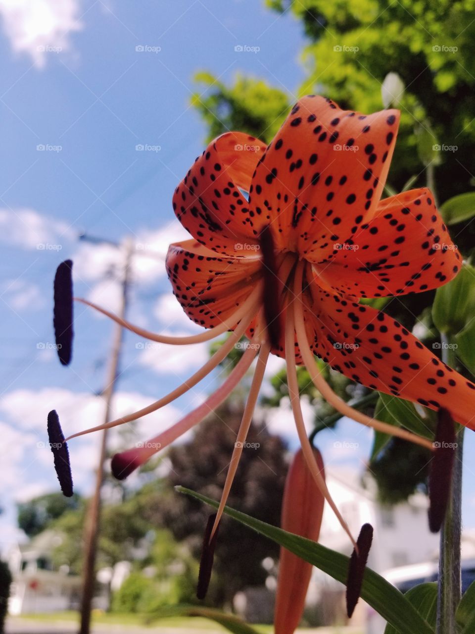 Tiger Lily