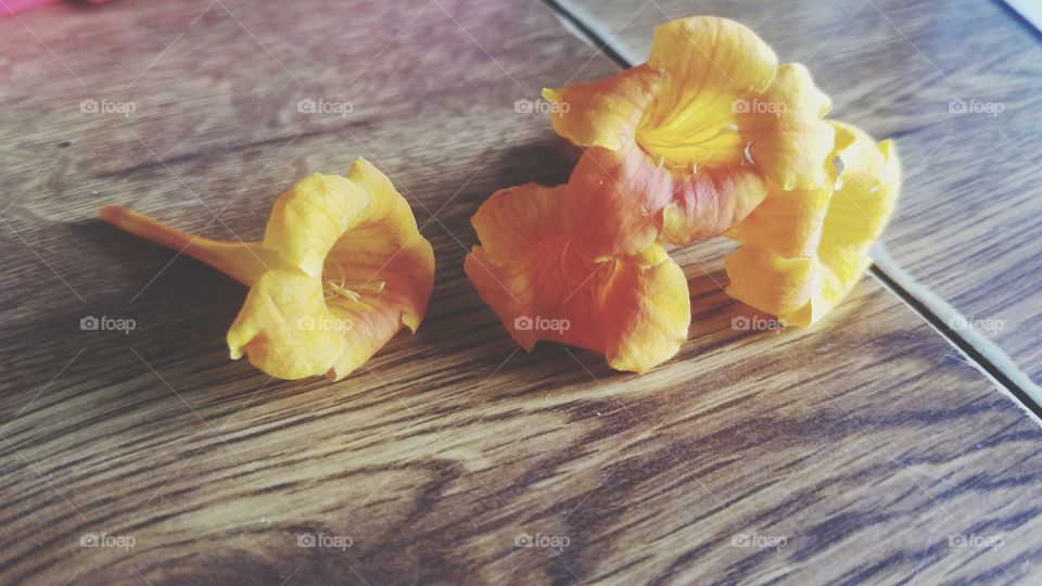 Orange Floral