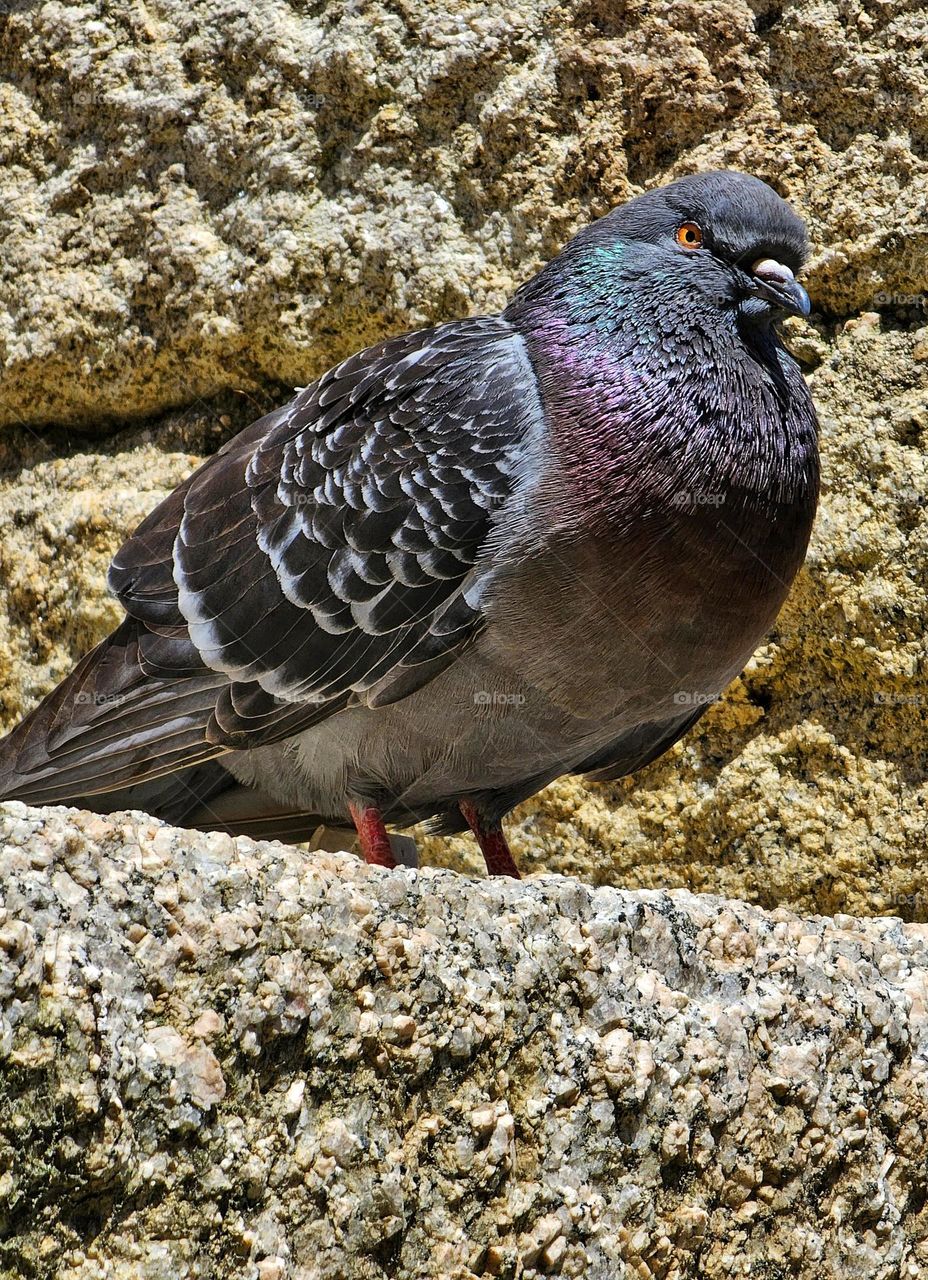 Pigeon portrait