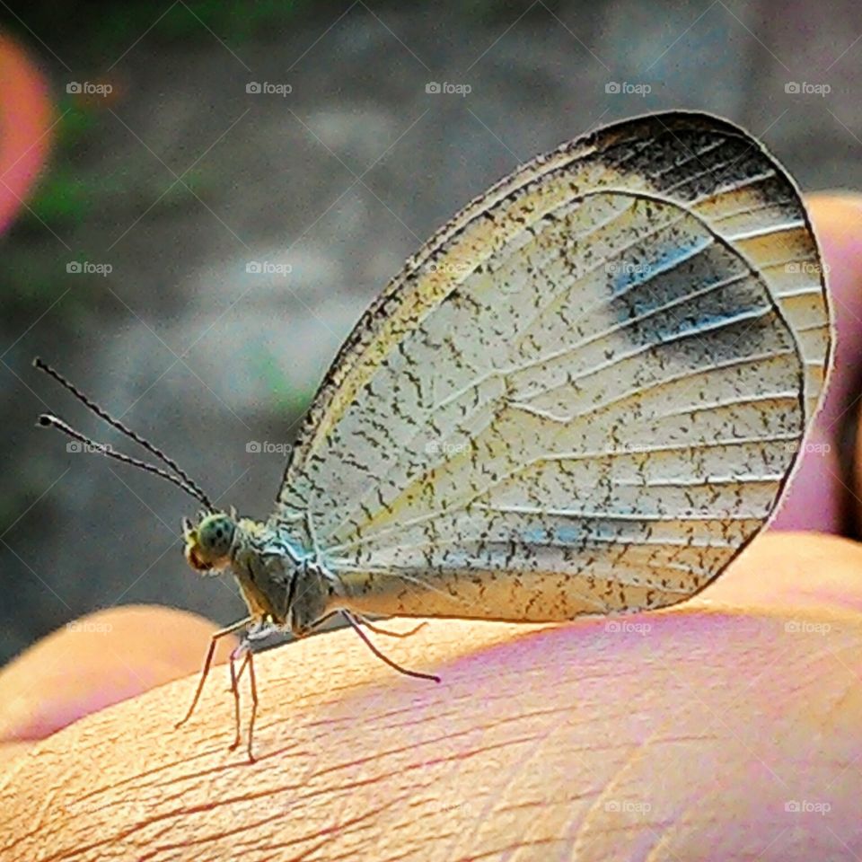 sejenis kupu-kupu yang hinggap di tangan.
foto ini diambil menggunakan kamera hp asus zenfone5.