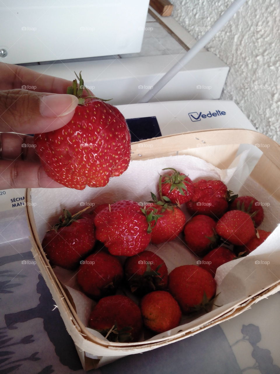 Fingers holding fresh yummy strawberries. Red seasonal fruit from France