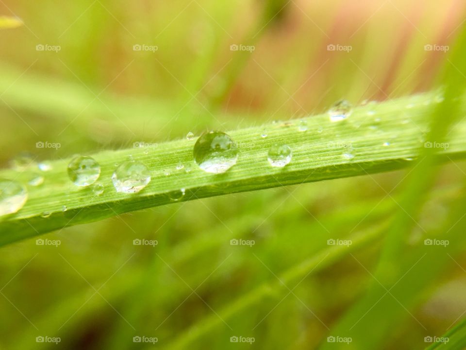 Water drop 