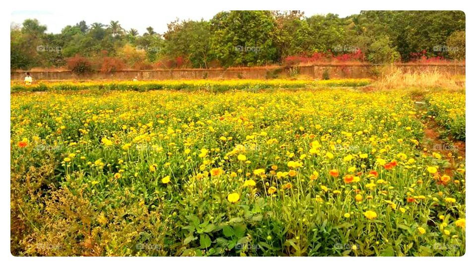 yellow flower plants