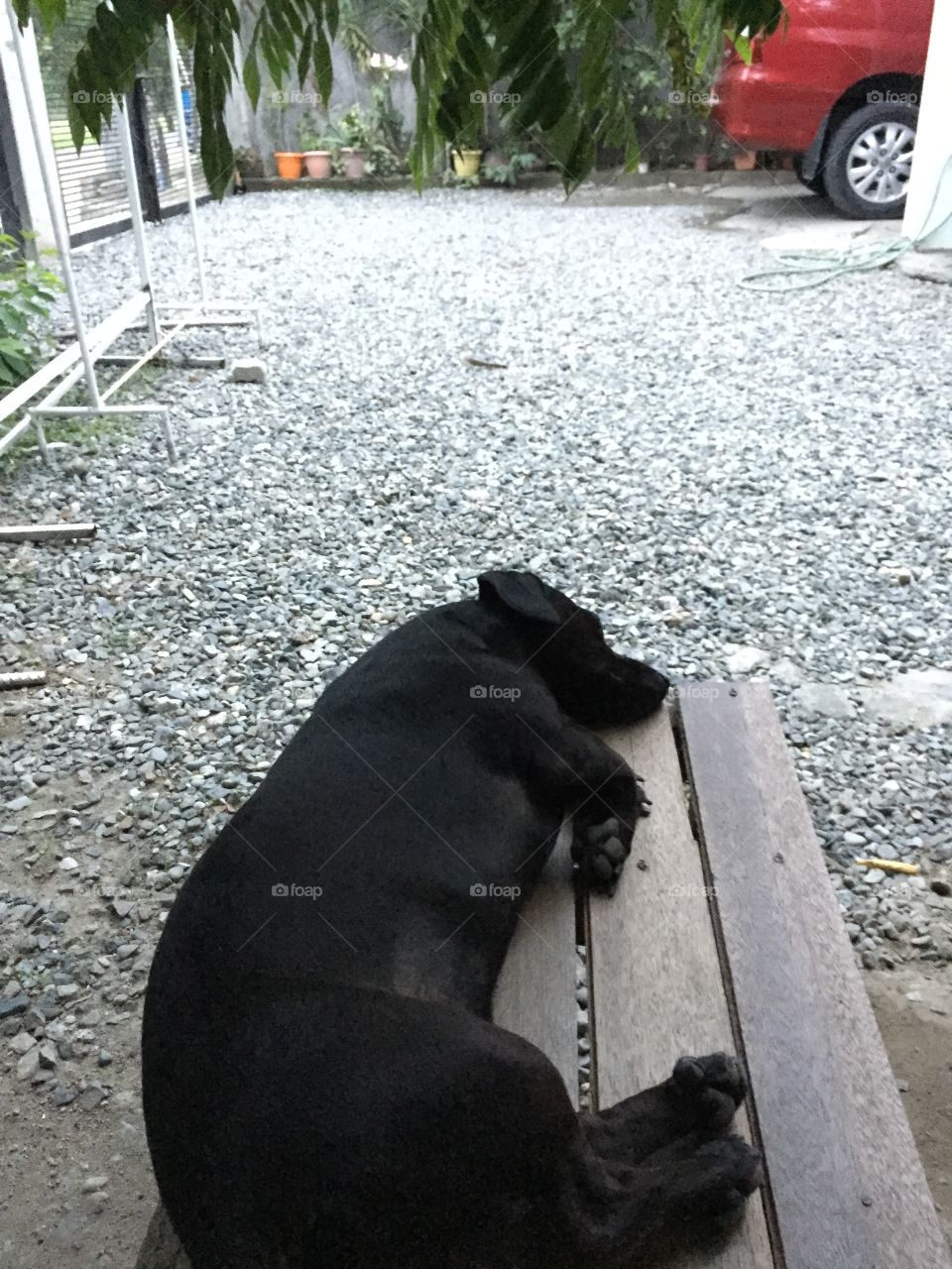 Dachshund dog sleeping