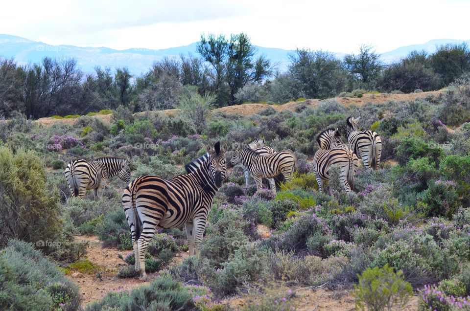 Safari in South Africa