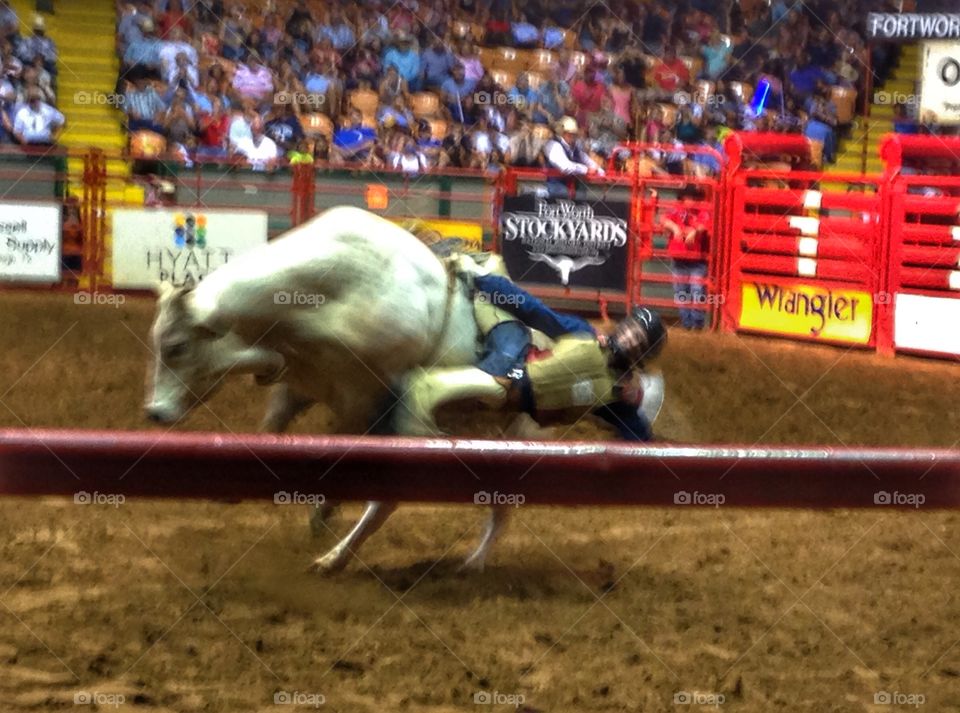 Hang on!. Bull rider falling off a bull