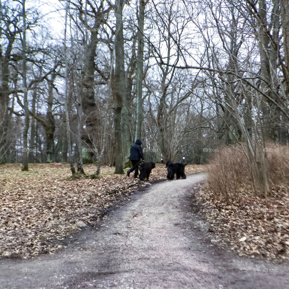 Dogs on walk