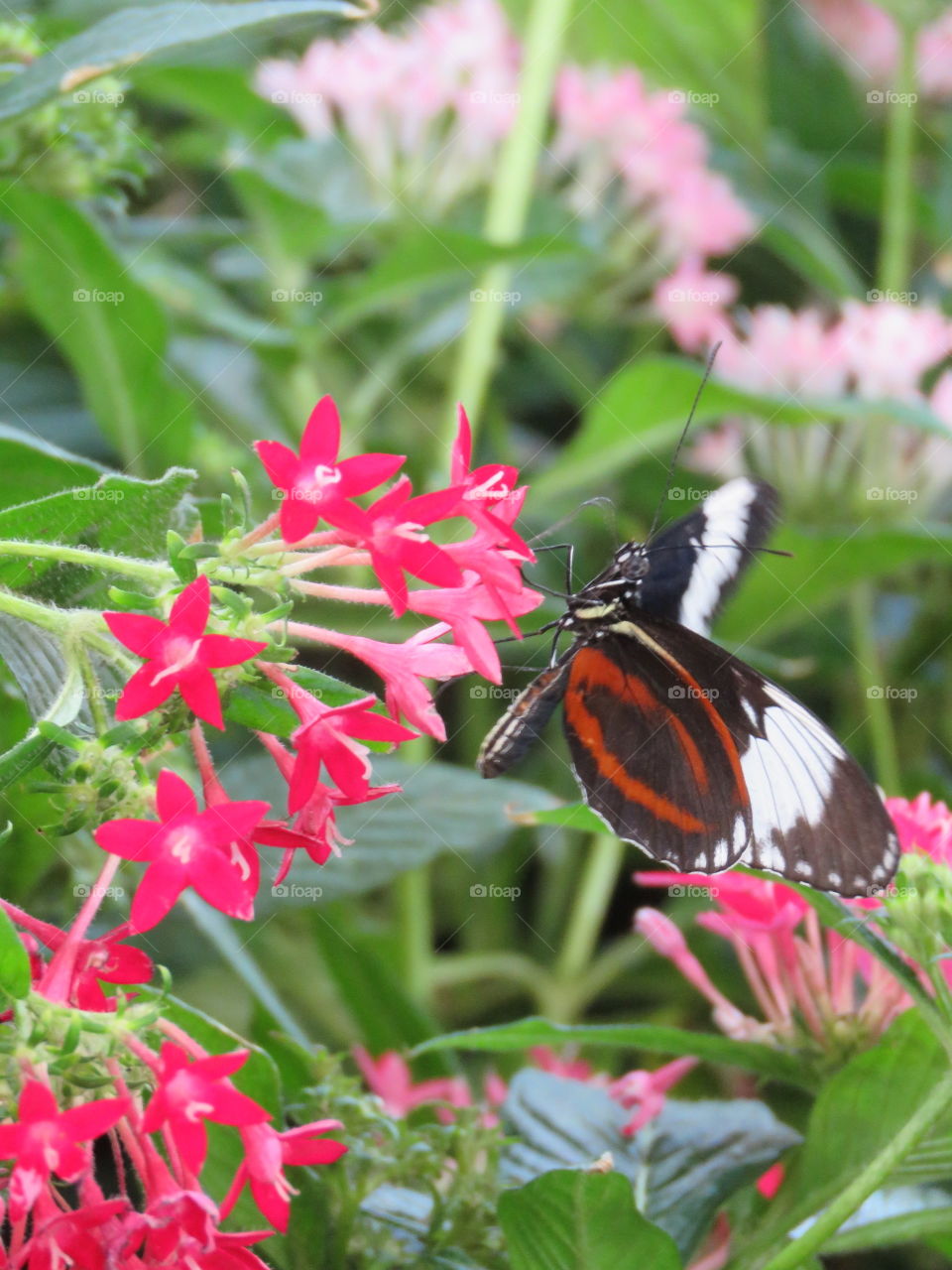 Butterfly sucking nectar.