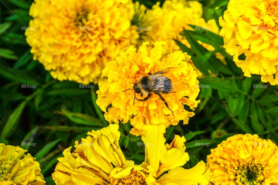 A bumblebee delights itself from the juices of a coreopsis grandiflora.
