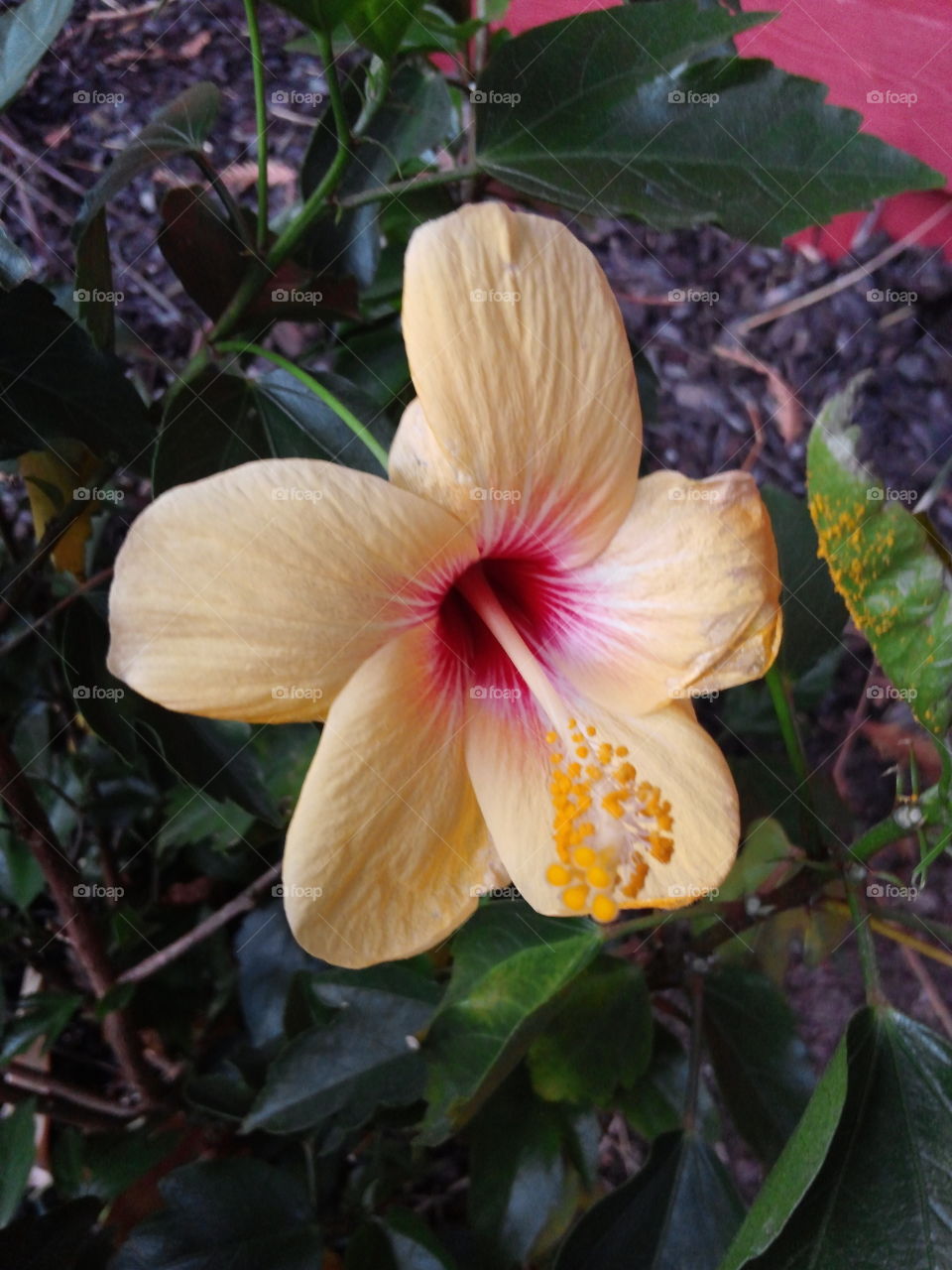 Hibiscus