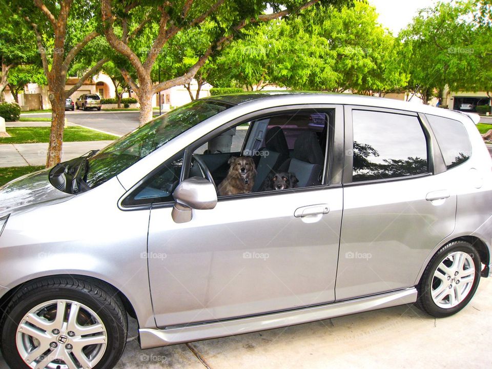 Dogs in a Honda fit