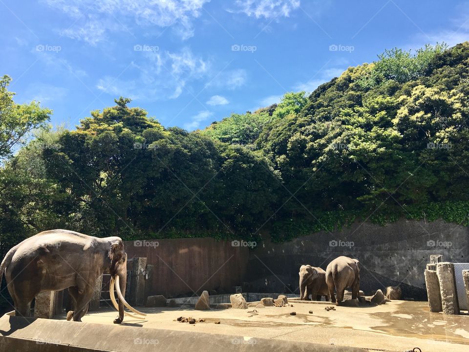 Elephants at a zoo