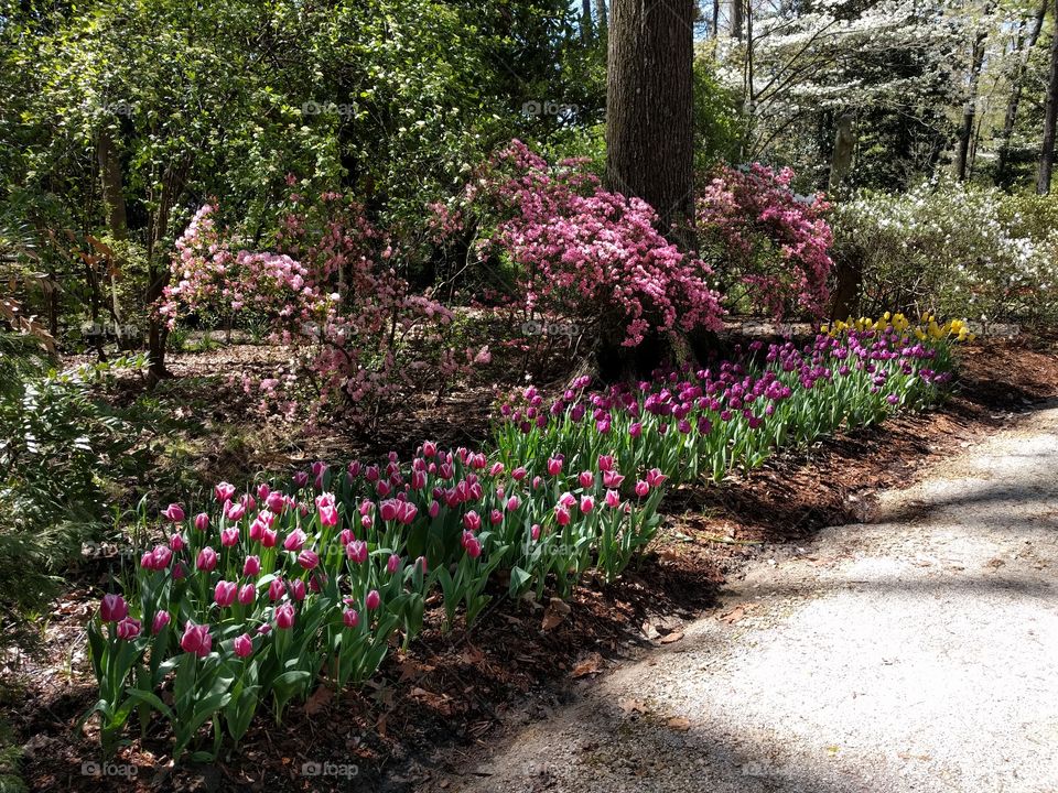 tulips and flowering trees, Dixon gardens, Memphis, TN, spring 2016
