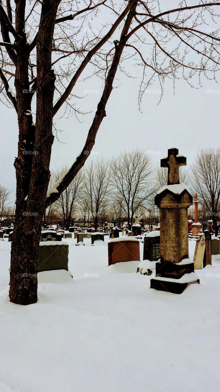 In a cemetery during winter; trees, nice old tombstones and snow