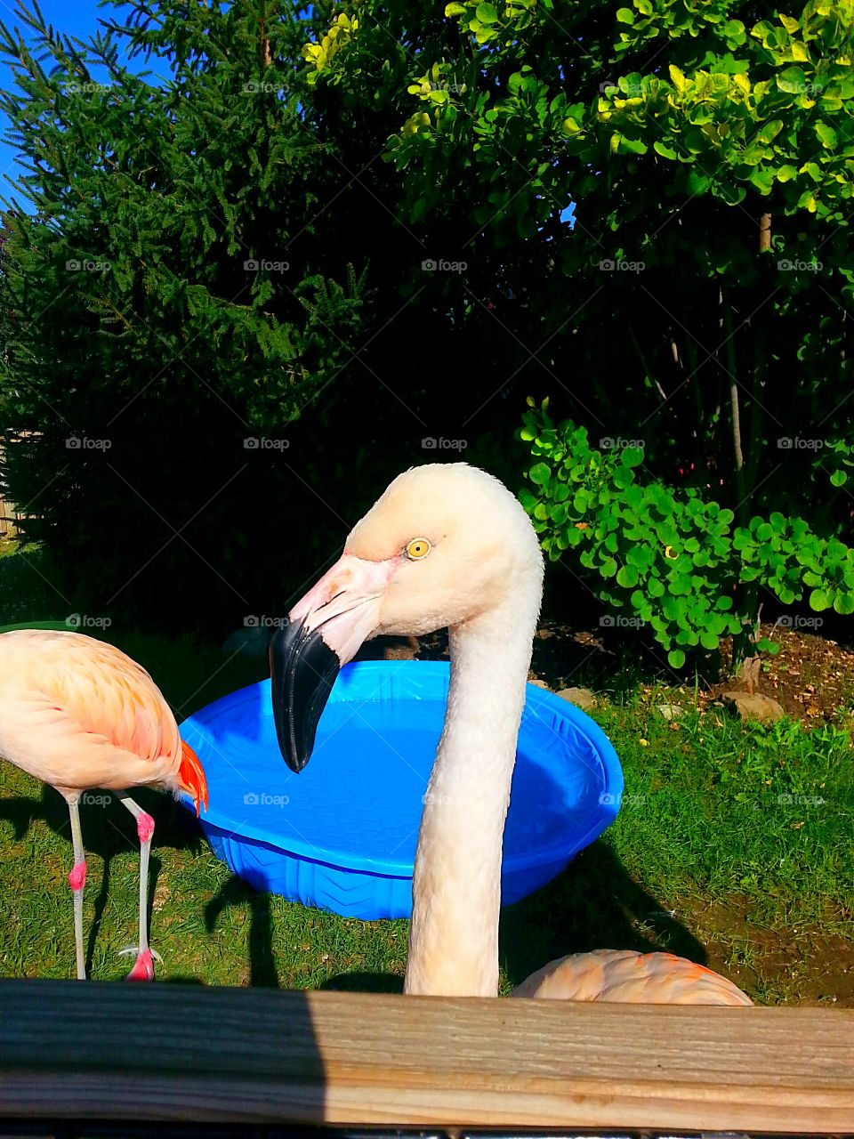 A flamingo at the zoo.