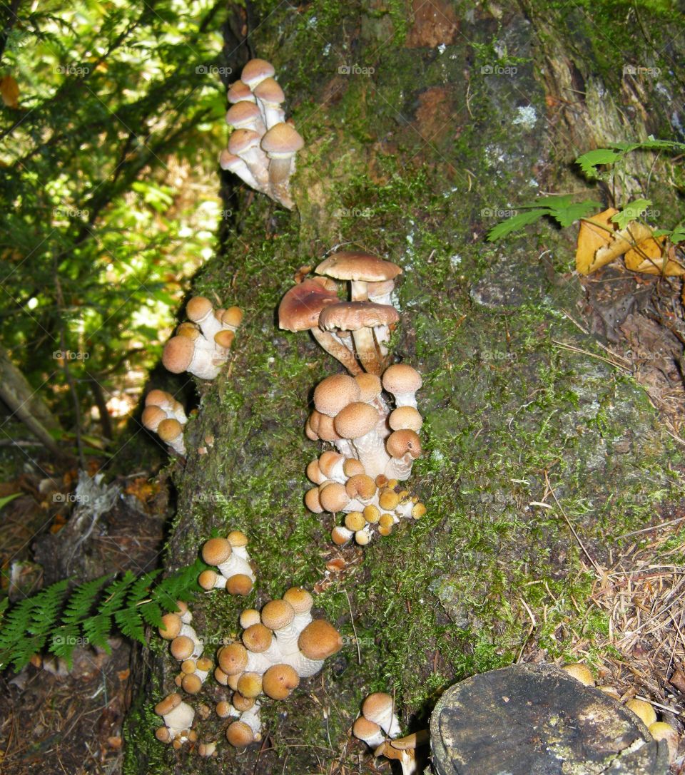 Several cute families.