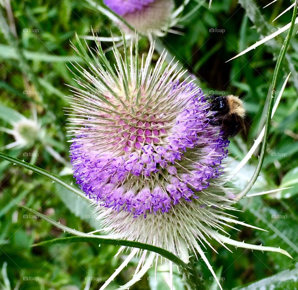 A macro of a thistle