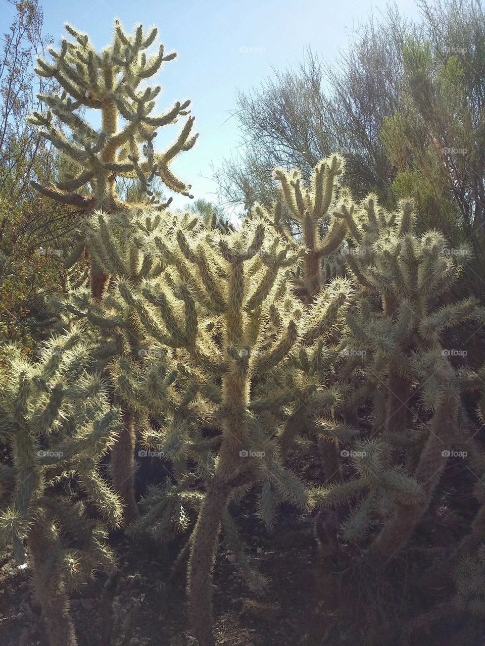 Cactus Country