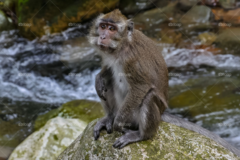 A monkey's gaze